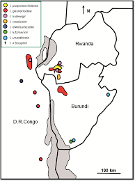 Image result for Impatiens purpureoviolacea