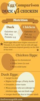 Duck Eggs Vs Chicken Eggs Whats The Difference