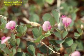 Image result for Grona triflora