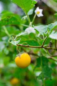 Image result for Solanum aculeatissimum