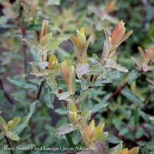 Weeping willows are trees that appear in the the lion guard. 5 Salix Integra Flamingo Dappled Willow Variegated Bates Nursery Garden Center