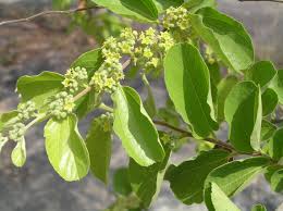 Image result for Ziziphus rivularis