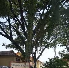Pizza delivery in kuala lumpur taman megah kepong. Taman Megah Kepong Kepong Baru Kepong Kuala Lumpur For Sale Property For Sale On Carousell