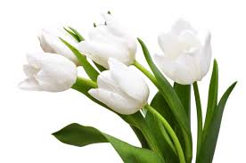 Fiori bianchi buongiorno con farfalle. Foto Tulipani Bianchi Immagini Tulipani Bianchi Da Scaricare Foto Stock Depositphotos