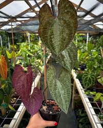 Image result for Dioscorea schimperiana