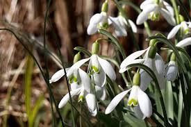 Snowdrops should not be confused with their relatives snowflakes, leucojum species; Snowdrop Flowers Plant White Free Photo On Pixabay