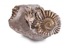 STEM - Science | Salt Dough Fossils