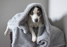A jack russell is a hunting dog by nature and has a strong desire to please their owners and will. Top 131 Jack Russell Terrier Names Of 2020 The Dog People By Rover Com