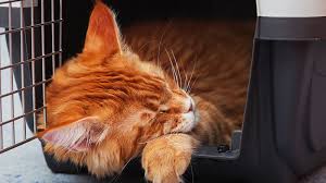 Would you hit the brake hard in order to stop the car, preventing a. How To Get Your Cat Comfortable In A Pet Carrier
