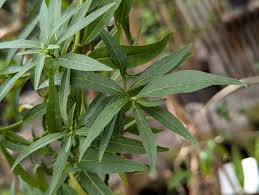 Image result for Cestrum parqui