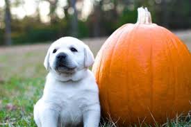 Petland mall of georgia has a variety of puppies for sale including french bulldogs, yorkies, retrievers, and many more! Akc White English Labrador Puppies For Sale In Griffin Georgia Classified Americanlisted Com