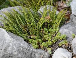 Image result for Asplenium trichomanes