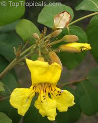 Image result for Markhamia zanzibarica