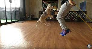 Purin The Multi Record Breaking Dog From Japan Is Back With Another Impressive Title The Most Skips By A Dog And A Person In One Minute T Records Olds Beagle