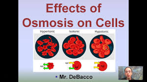Check spelling or type a new query. Effects Of Osmosis On Cells Youtube