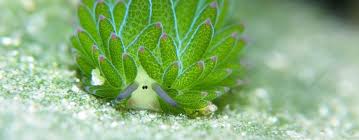 Using the stolen algae chloroplasts. This Adorable Little Sea Slug Is Solar Powered