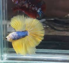 Pin Oleh Bandung Betta Fish Di A New Halfmoon Betta Ohm