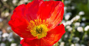 In temperate climates, you can sow the seeds right through the autumn months. Iceland Poppy Care Learn To Grow Hardy Icelandic Poppies Outdoors