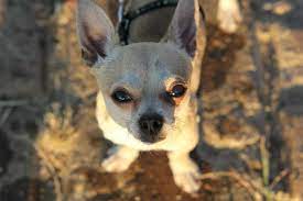 Se dai cibo in granulti, quindi duro, dovrebbero cadere da soli. Quanto Deve Mangiare Un Chihuahua
