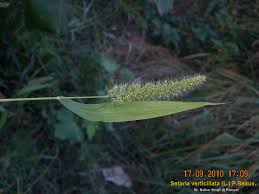 Image result for Setaria verticillata