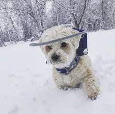 Sards These Dog Days