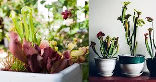 Get the tutorial at bbg! 17 Ideas Tips For Growing Carnivorous Plants In Containers Balcony Garden Web