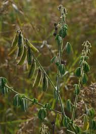 Image result for Crotalaria incompta