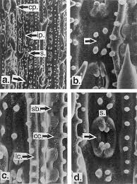 Image result for Hemarthria natans