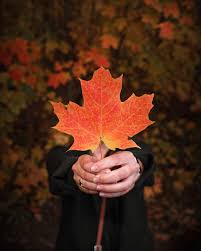 Download and use 1,000+ canada stock photos for free. Canada Day Pictures Download Free Images On Unsplash