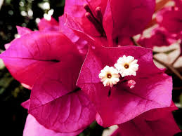 Ricky morales (spacecowboy17)‏ @scowboy17 14 мар. Buganvilia Bugambilia Veranera Trinitari Santa Rita Flors Flor Pikist