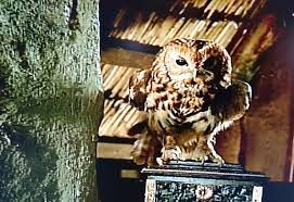 Auf dem bauernhof ihres verstorbenen vaters muss sich aschenbrödel von ihrer bösen stiefmutter und deren hinterhältiger tochter als dienstmagd ausbeuten lassen und schwere, dreckige und sinnlose arbeiten verrichten. Pin Von Karin Hanschke Auf Lieblingsmarchen Eule Aschenbrodel Marchen