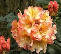 American Rhododendron Society Image Rhododendron Plant Trees To Plant Shade Garden Plants