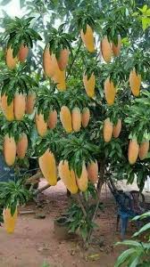 Manga Espada Small Vegetable Gardens Fruit Garden Backyard Vegetable Gardens