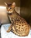 REHOMING & WELFARE - THE BENGAL CAT CLUB