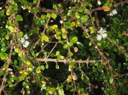 Image result for Malpighia coccigera