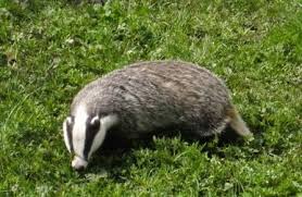 Ich finde es nur trotzdem wichtig zu sehen, dass unser sozialsystem tatsächlich für jeden ein dach über dem kopf vorsieht und für jeden das nötige, wenn es ums essen geht. Dachs Meles Meles Steckbrief Natur Nahrung Lebenraum Paarung Bejagung