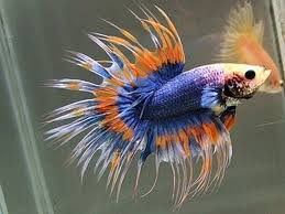 Pin Di Animal Portraits
