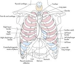 $ideview of heart and ribs. Cardiovascular And Pulmonary Anatomy Thoracic Key