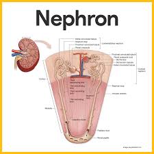 Urinary System Anatomy And Physiology Biology Anatomy Physiology Kidney Anatomy Physiology