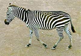 May 31, 2021 · many of us adore our beloved pets and would never want to inflict them any suffering, however with tens of thousands of animals in shelters needing homes and animal cruelty being reported across the globe, it's no doubt that many companion animals are left suffering. Quadrupedalism Wikipedia