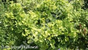 Image result for prunus domestica renkloda althana