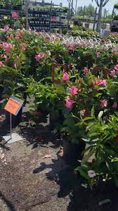 The largest family owned and operated interior landscape company in dfw. Discount Plants The Plant Place Home Facebook