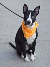 Black And White Pit Bull Mix Safe 02 5 15 By Heaven Can Wait Rescue Ny Brooklyn Center Cuddlecakes A1025945 Safer Beginner H Black And White Pitbull Pitbull Mix Dog Images