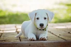 40 Animal Names In English Do You Know Them All
