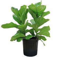 Costa Farms Ficus Lyrata Fiddle Leaf Fig Floor Plant In 9 25 In Grower Pot 10pan The Home Depot House Plant Pots Ficus Ficus Pandurata