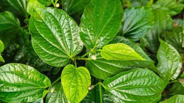 Lá lốt có tác dụng gì? Cách dùng, liều dùng, bài thuốc và tác dụng phụ