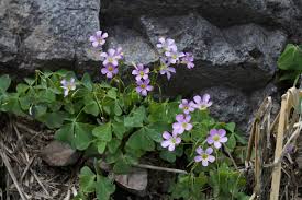 Image result for Oxalis oligotricha