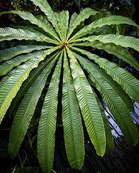 Image result for Barringtonia