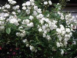 Ein Fehler Ist Aufgetreten Du Fehlst Mir Rosa