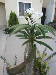 Palma De Madagascar Con Flores Y Fruto Jardin De Cactus Plantas Crasas Plantas Jardin